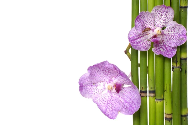 Bosque e orquídea — Fotografia de Stock