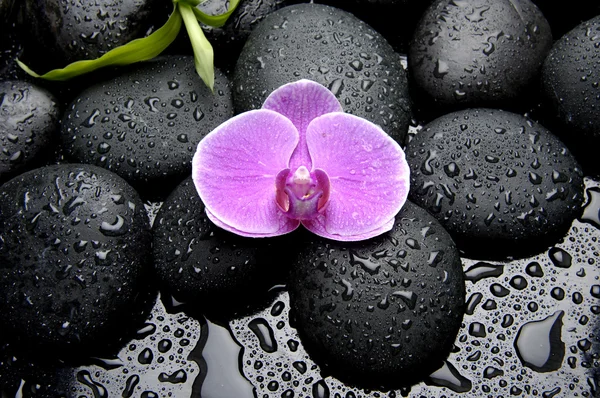 Bodegón con orquídea rosa — Foto de Stock