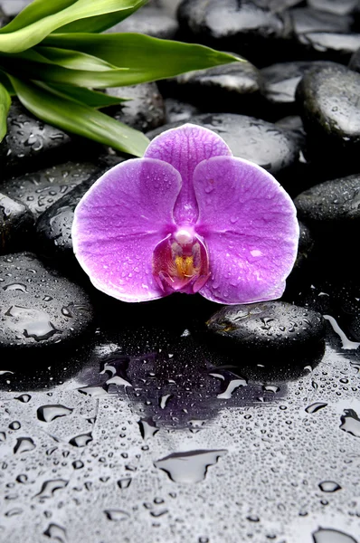 Pembe orkide ile natürmort — Stok fotoğraf