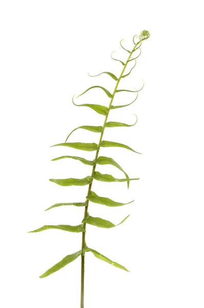 Fern lämnar — Stockfoto