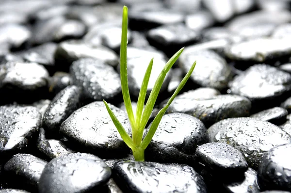 Stilleven met blad — Stockfoto