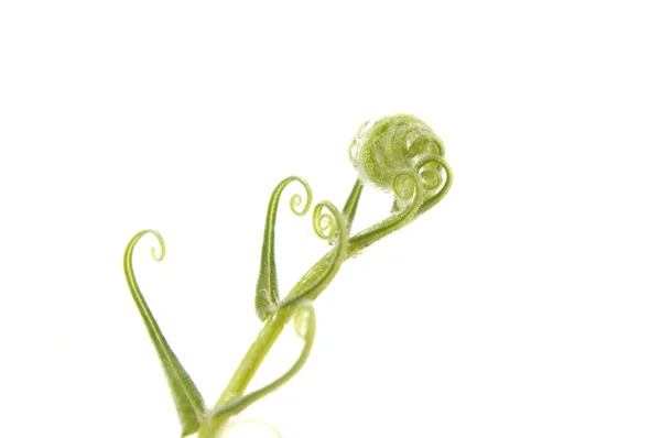 Fern leaves — Stock Photo, Image