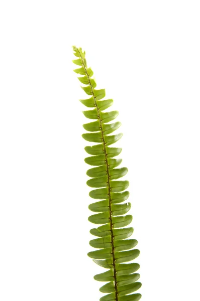 Fern leaves — Stock Photo, Image