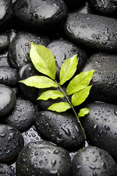 Planta sobre guijarro húmedo — Foto de Stock