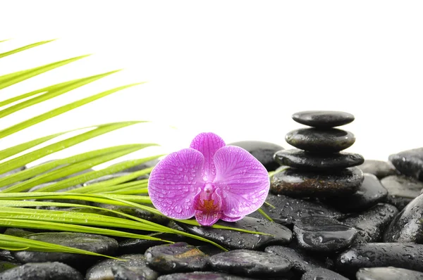 Orquídea y piedras Fotos de stock libres de derechos