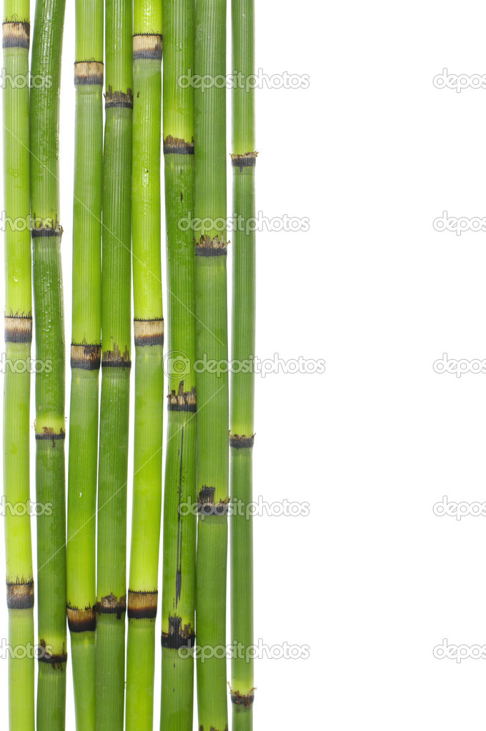 Lucky bamboo grove