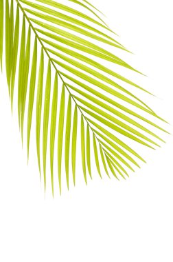 Yeşil palmiye