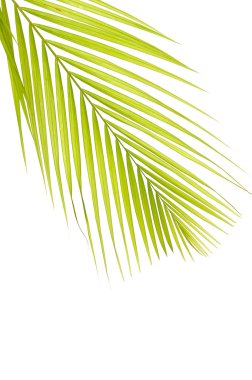 Yeşil palmiye