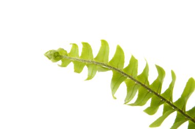 yeşil eğreltiotu yaprağı