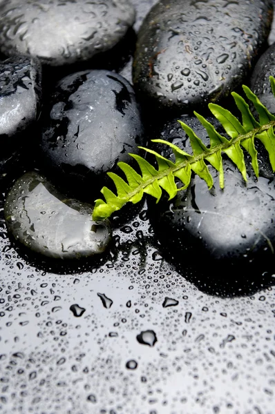 Fern and pebble on water drops — Stock Photo, Image