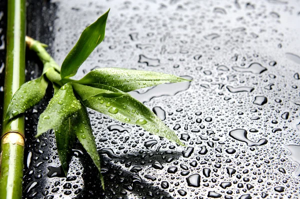 Still life with fresh bamboo — Stock Photo, Image