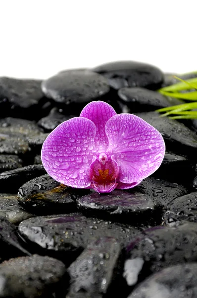 Natura morta con orchidea rosa — Foto Stock