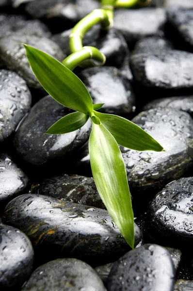 Zen stones and green leaf — Stock Photo, Image