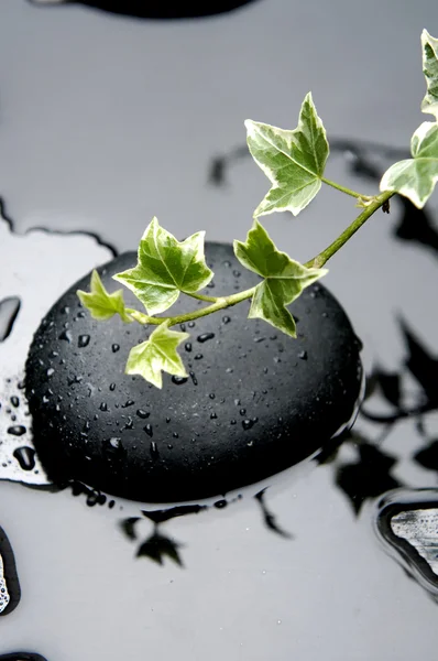 Zen stones and green leaf — Stock Photo, Image