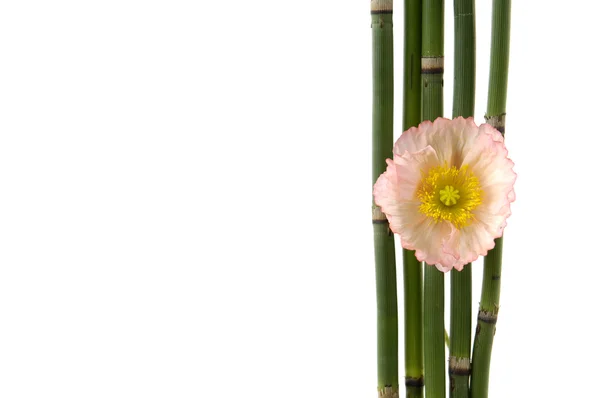 Bamboo and poppy flower — Stock Photo, Image