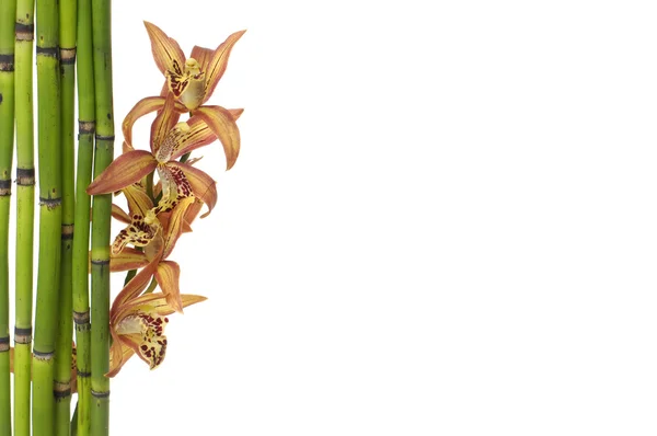 Boschetto di bambù e orchidea — Foto Stock
