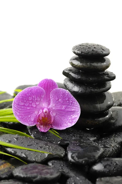 Orchids on wet black background — Stock Photo, Image