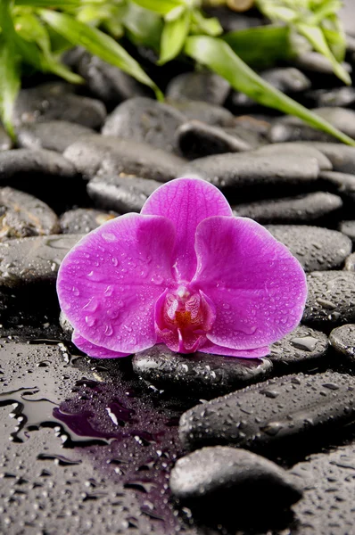 Orquídeas sobre fondo negro húmedo — Foto de Stock