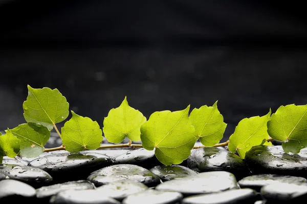 Stilleven met groene branch ivy — Stockfoto