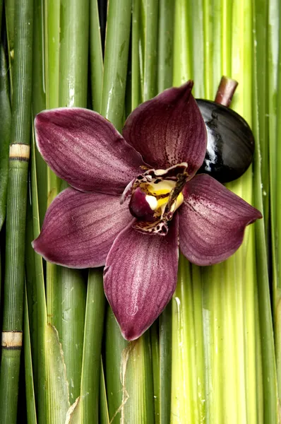 Orquídea en el bosque de bambú —  Fotos de Stock