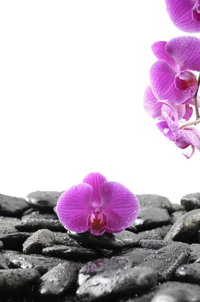 Still life with pink orchid — Stock Photo, Image