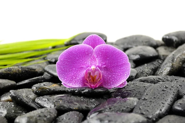 Stillleben mit rosa Orchidee — Stockfoto