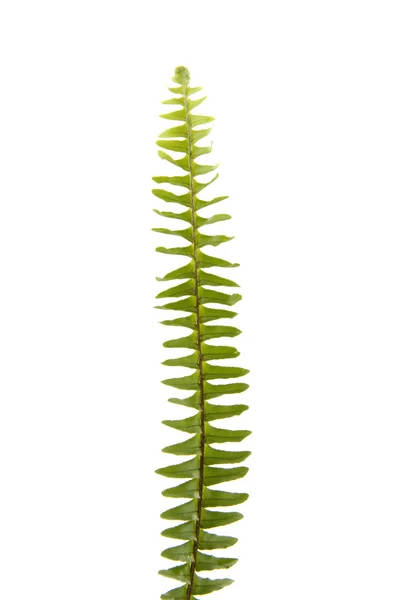 Green leaf of fern — Stock Photo, Image