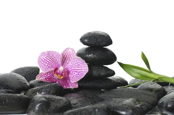 Orchideen auf nassem schwarzen Hintergrund Stockbild