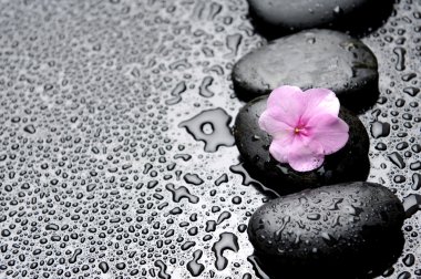 pembe orkide cins ıslak çakıl