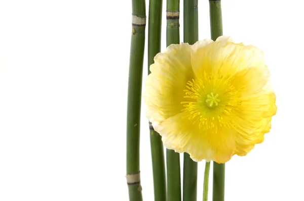 Blomma med tunn bambu grove — Stockfoto