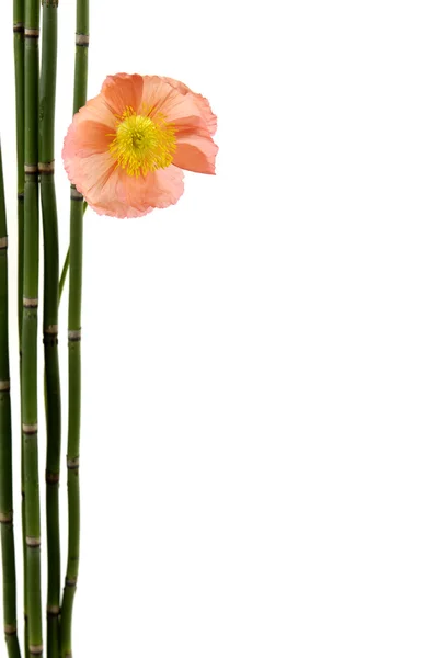 Poppy with thin bamboo grove — Stock Photo, Image