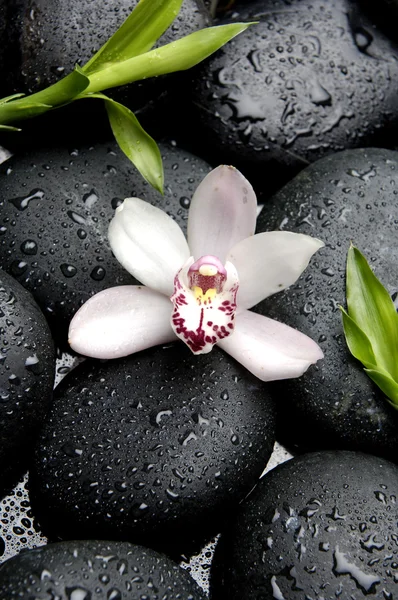 在湿卵石上粉色兰花 — 图库照片