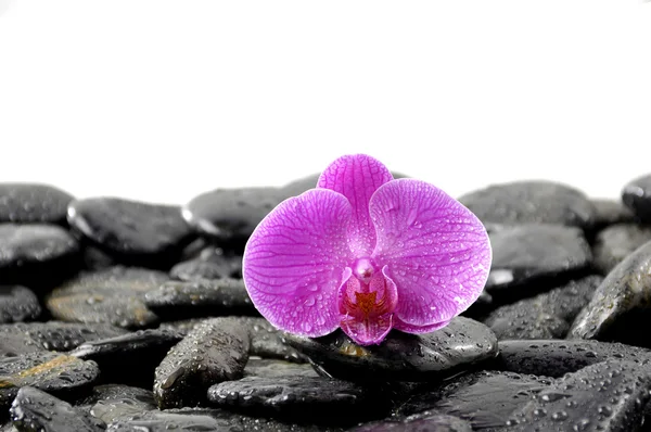 Pink orchid on wet pebble — Stock Photo, Image