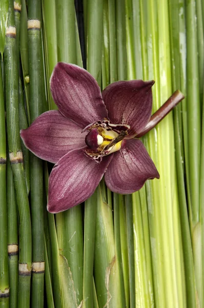 Orquídea sobre planta verde — Foto de Stock