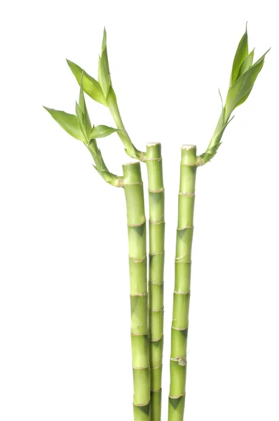 Isolated lucky bamboo — Stock Photo, Image