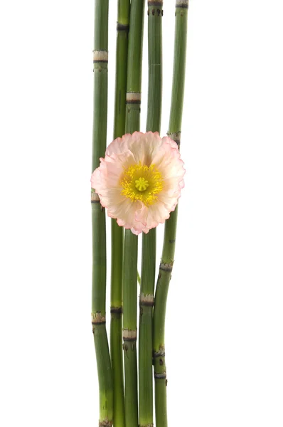 Fiore di papavero con sottile boschetto di bambù — Foto Stock