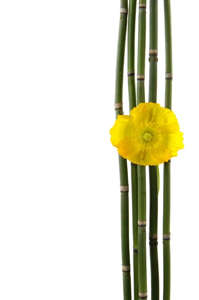 Vallmo blomma med tunn bambu grove — Stockfoto