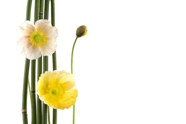 Poppy flower with thin bamboo grove — Stock Photo, Image