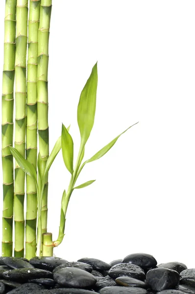 Tumbuhan bambu hijau dengan batu — Stok Foto