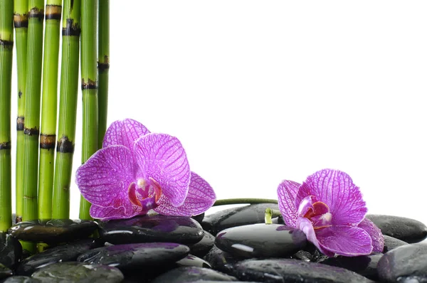 Pink orchid on pebble — Stock Photo, Image