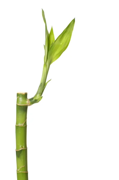 Isolated lucky bamboo — Stock Photo, Image