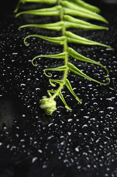 Gröna fern — Stockfoto