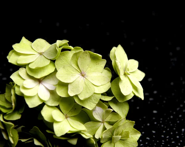 Hermosa flor de hortensia —  Fotos de Stock