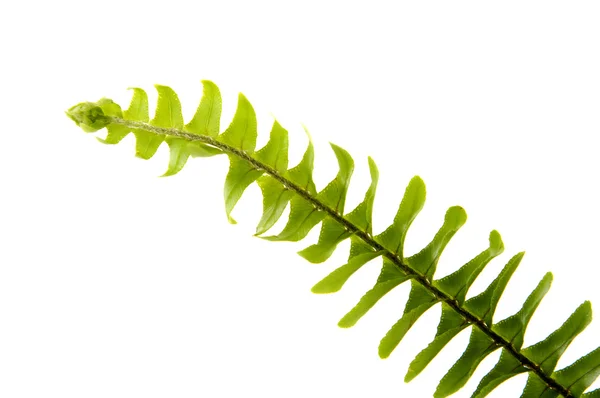 Leaf of fern — Stock Photo, Image