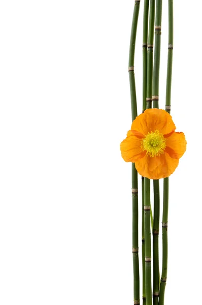 Flower with thin bamboo grove — Stock Photo, Image