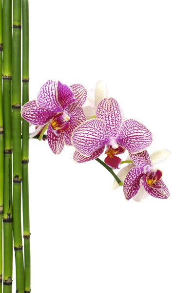 Bambù sottile boschetto e ramo orchidea — Foto Stock