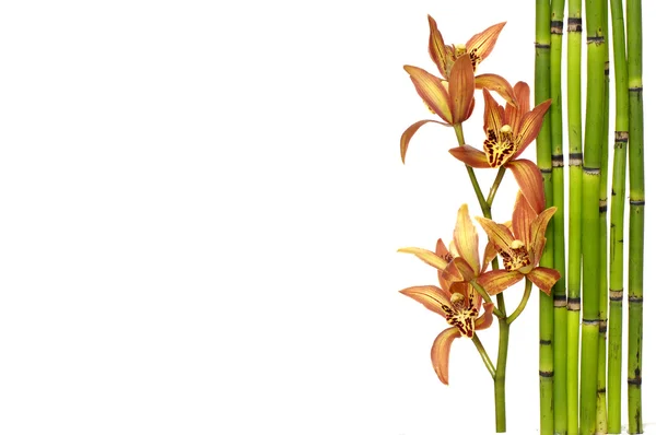 Tunn bambu grove och gren orchid — Stockfoto