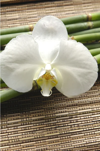 Orquídea y bosque de bambú — Foto de Stock