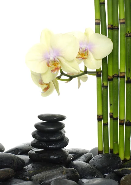 Bamboo grove and pink orchid — Stock Photo, Image