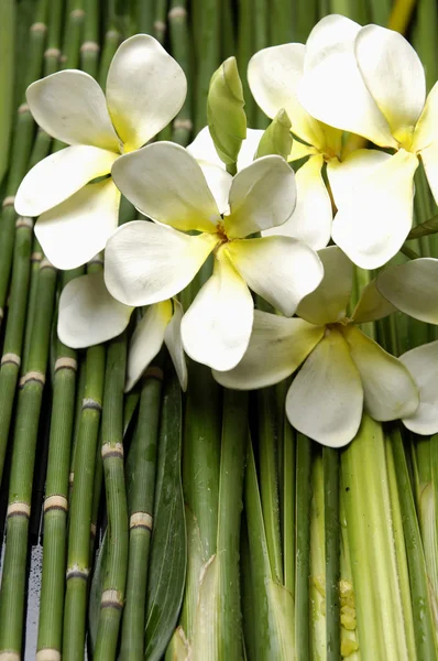 Frangipani flor no bosque de bambu verde — Fotografia de Stock